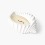 Seashells Collection - Conch Shells, Large, Gloss White