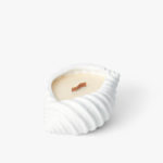 Seashells Collection - Conch Shells, Small, Gloss White